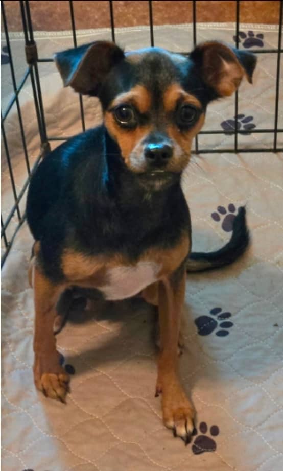 Queens - Mixed Breed available for adoption in Ontario