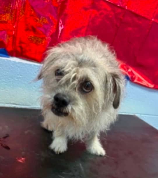 Innis - Mixed Breed available for adoption in Ontario