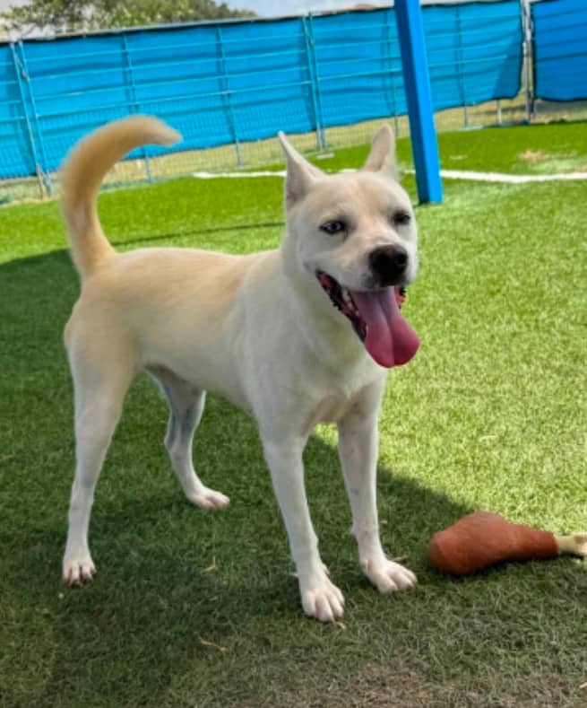 Varsity - Mixed Breed available for adoption