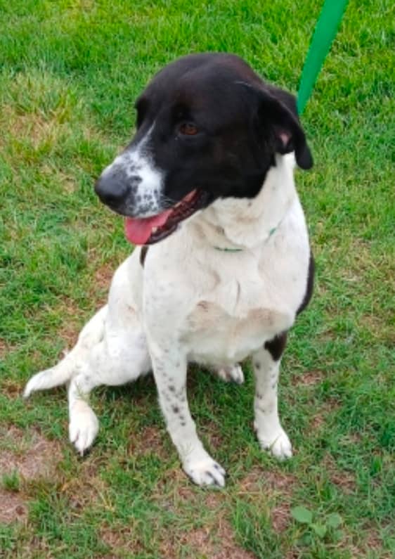Amherst - Mixed Breed available for adoption at Redemption Paws in Toronto