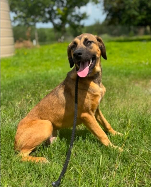 Carleton - Mixed Breed available for adoption in Ontario