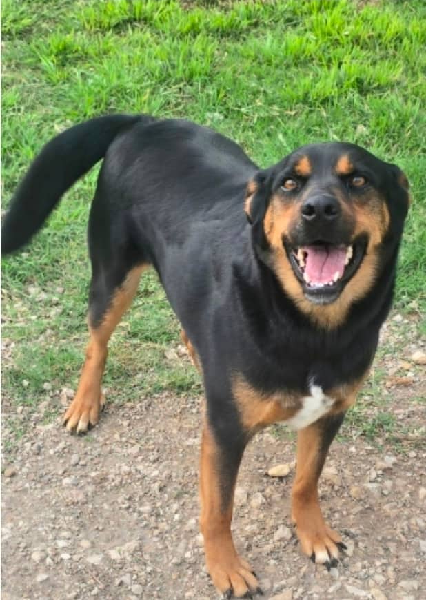 McMaster - Mixed Breed available for adoption in Ontario