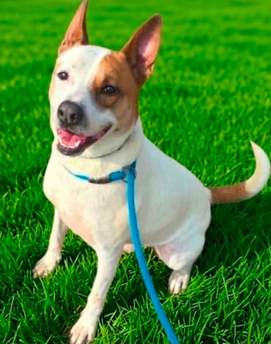 Junior - Mixed Breed available for adoption in Ontario