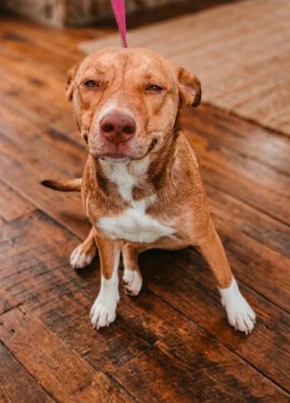 Simon Fraser - Blue Heeler Mix available for adoption at Redemption Paws in Toronto