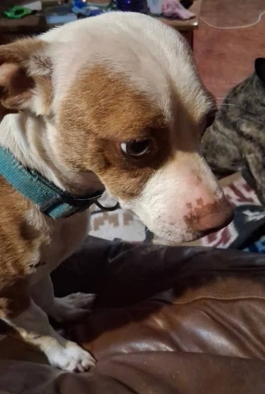 St Germain - Mixed Breed available for adoption