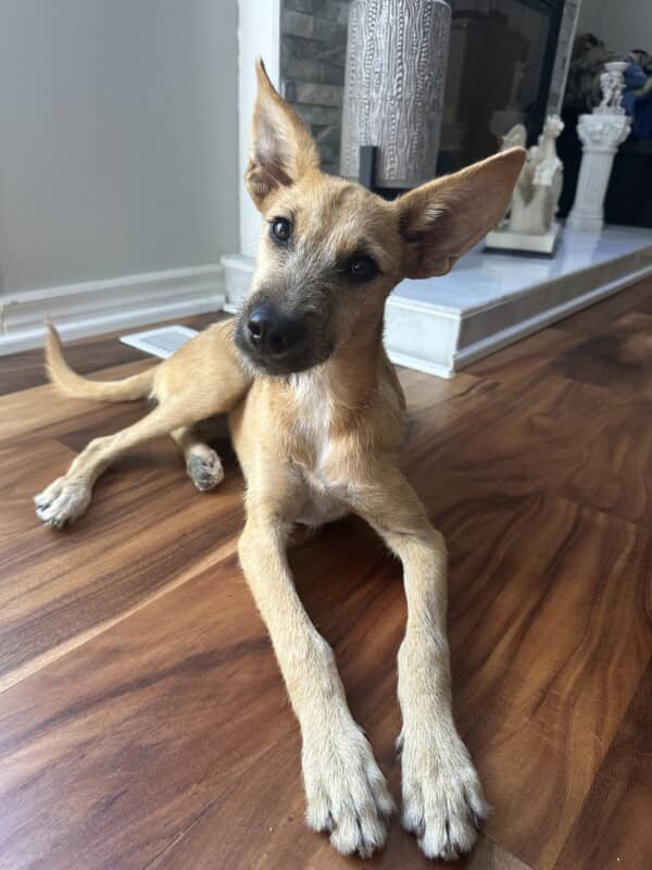 Dusky - Labrador Retriever Mix available for adoption in Ontario