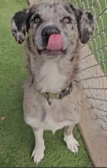 Pompei - Mixed Breed available for adoption