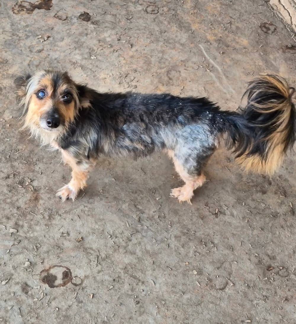 Laurentian - Mixed Breed available for adoption at Redemption Paws in Toronto