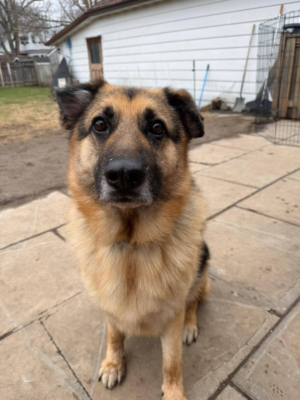 Campbell - Mixed Breed available for adoption
