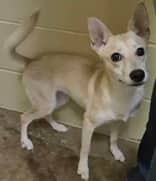 Cardigan - Mixed Breed available for adoption at Redemption Paws in Toronto