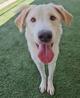 Hayride - Mixed Breed available for adoption at Redemption Paws in Toronto