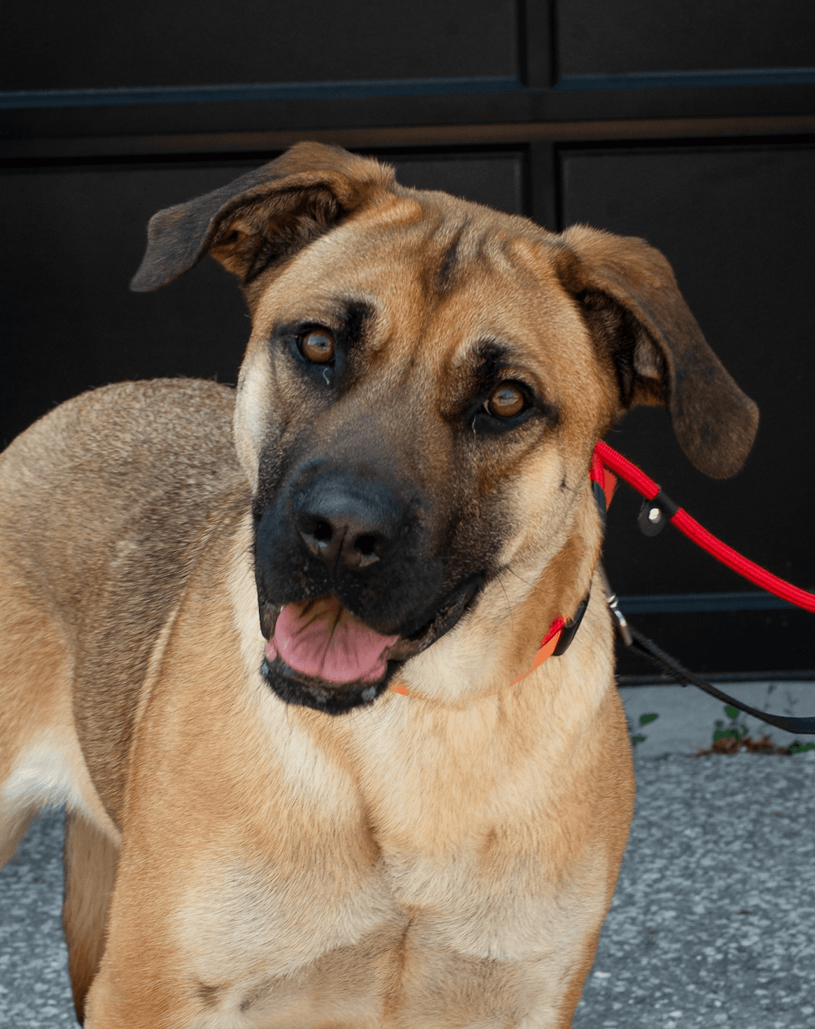 Earline - Mixed Breed available for adoption