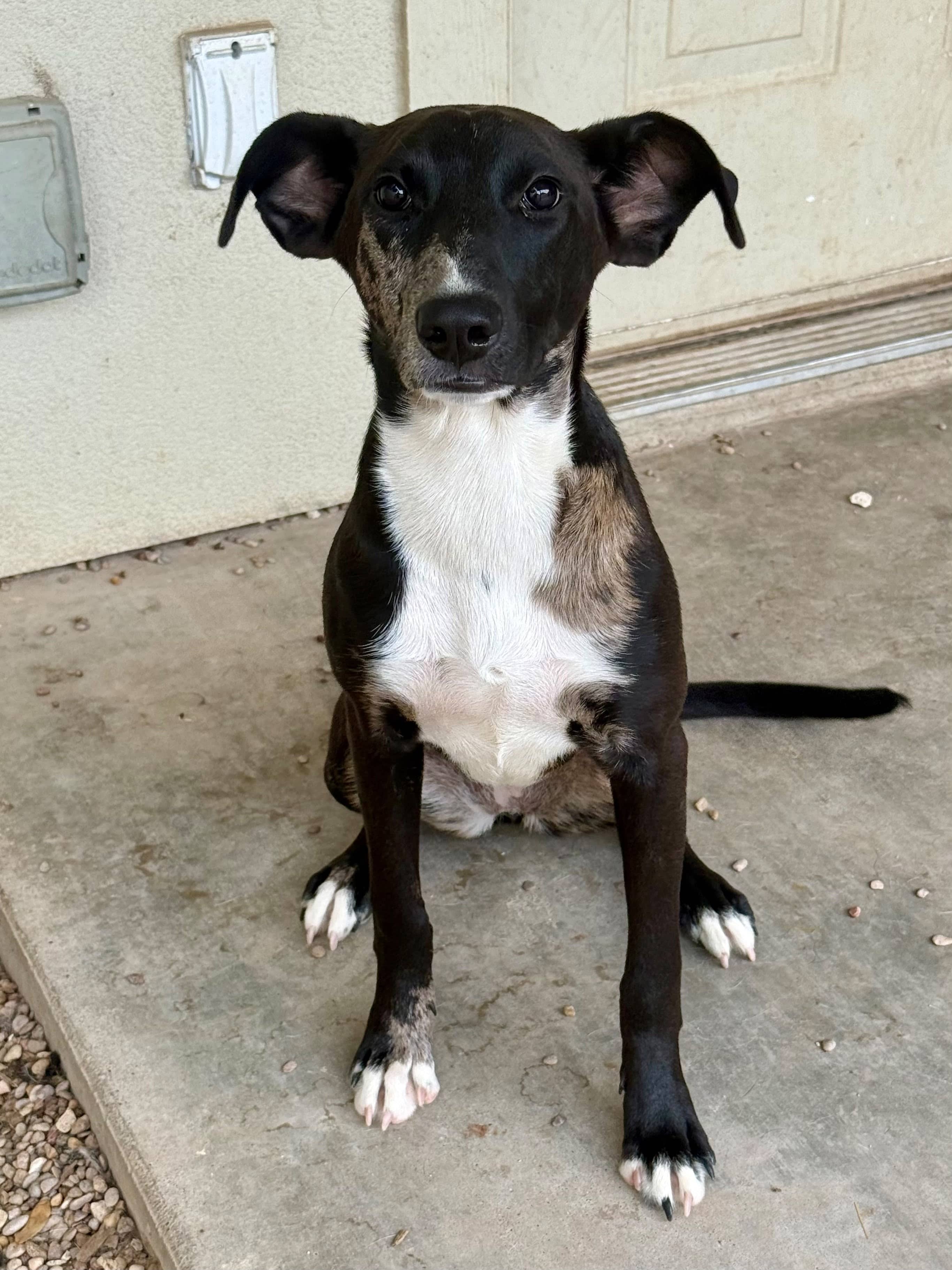 Elderberry - Mixed Breed available for adoption