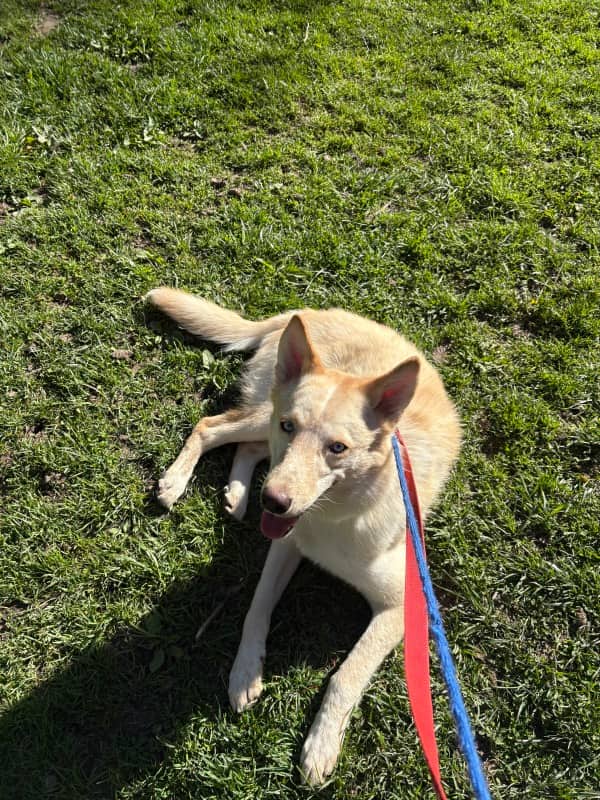 Hastings - Mixed Breed available for adoption