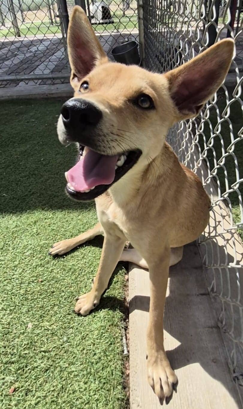 Hemlock - Mixed Breed available for adoption at Redemption Paws in Toronto