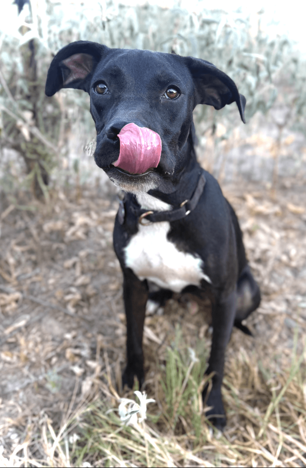 Kings - Mixed Breed available for adoption at Redemption Paws in Toronto