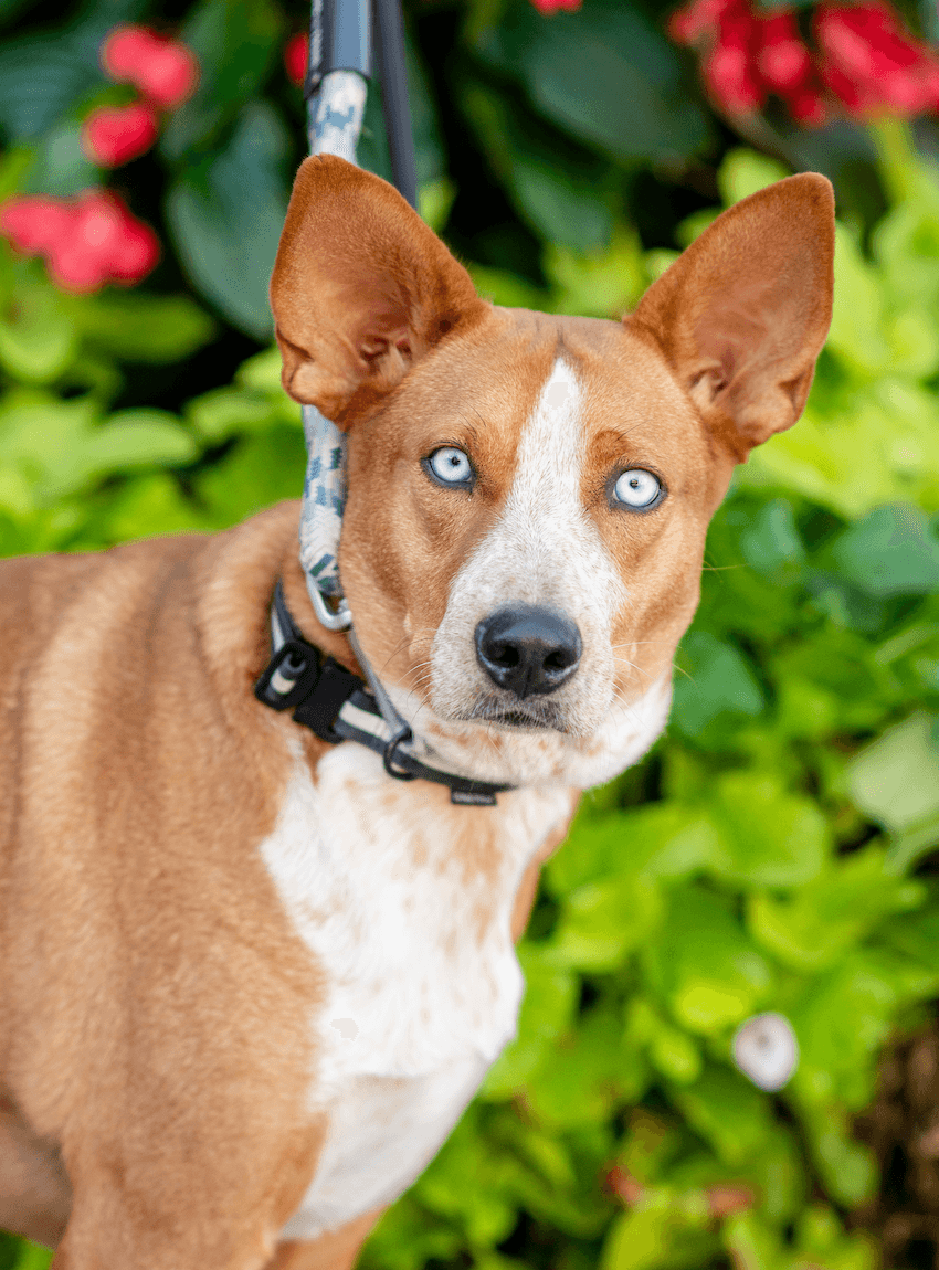 Mandrake - Blue Heeler Mix available for adoption