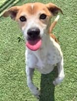 Sarsaparilla - Mixed Breed available for adoption at Redemption Paws in Toronto