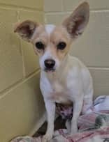 Porridge - Mixed Breed available for adoption at Redemption Paws in Toronto