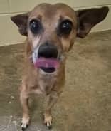Peppercorn - Mixed Breed available for adoption at Redemption Paws in Toronto