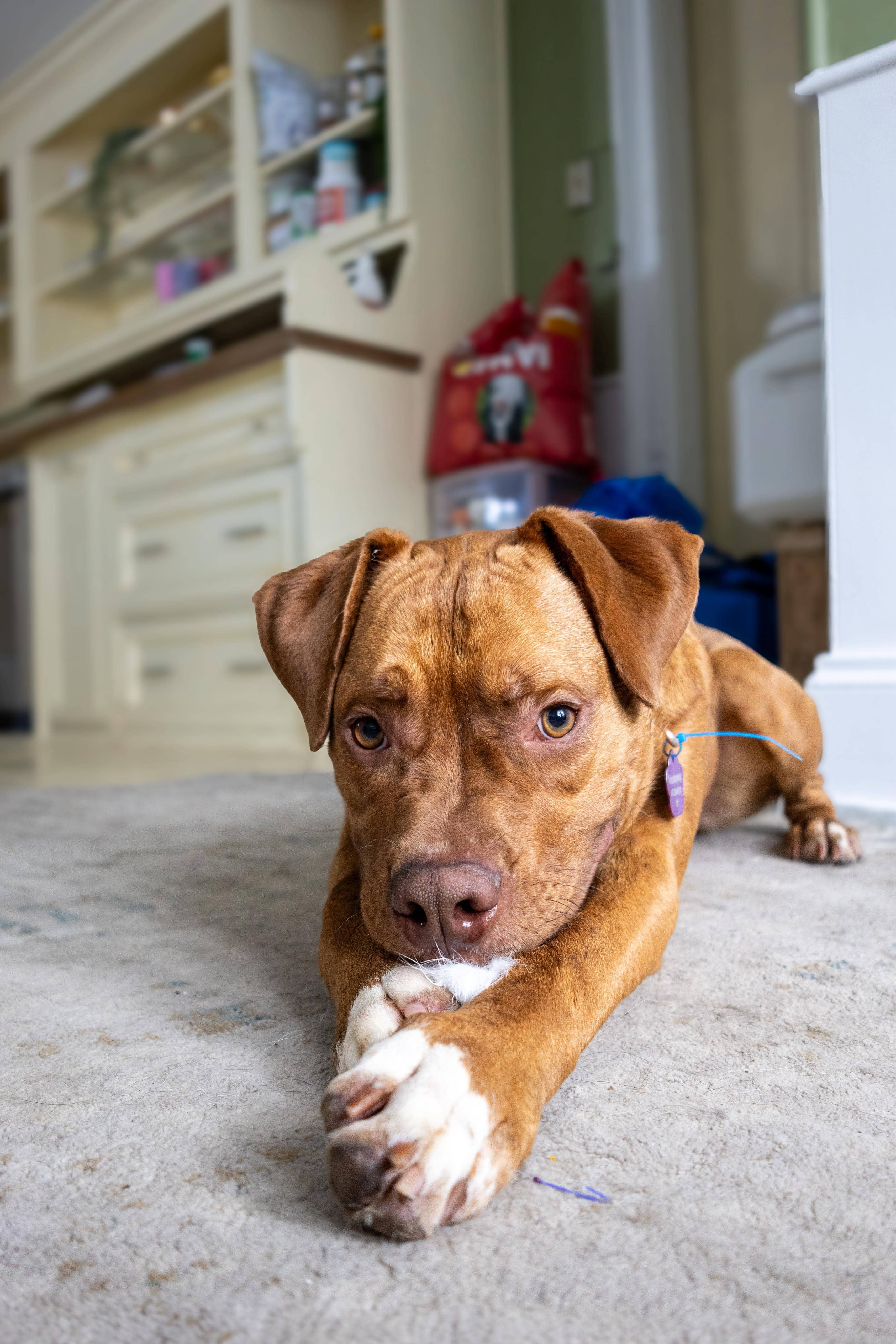 Regazzoni - Mixed Breed available for adoption