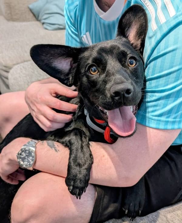 Rimini - Mixed Breed available for adoption