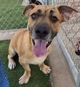 Star Anise - Mixed Breed available for adoption at Redemption Paws in Toronto