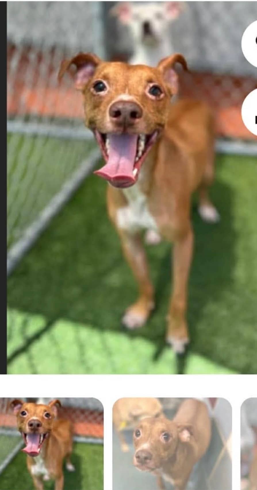 Xavier - Mixed Breed available for adoption at Redemption Paws in Toronto