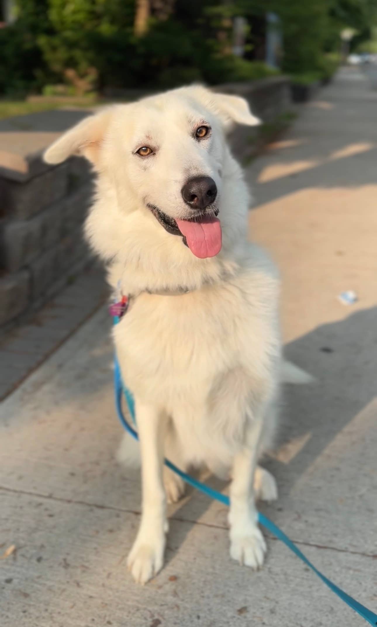Siracusa - Mixed Breed available for adoption