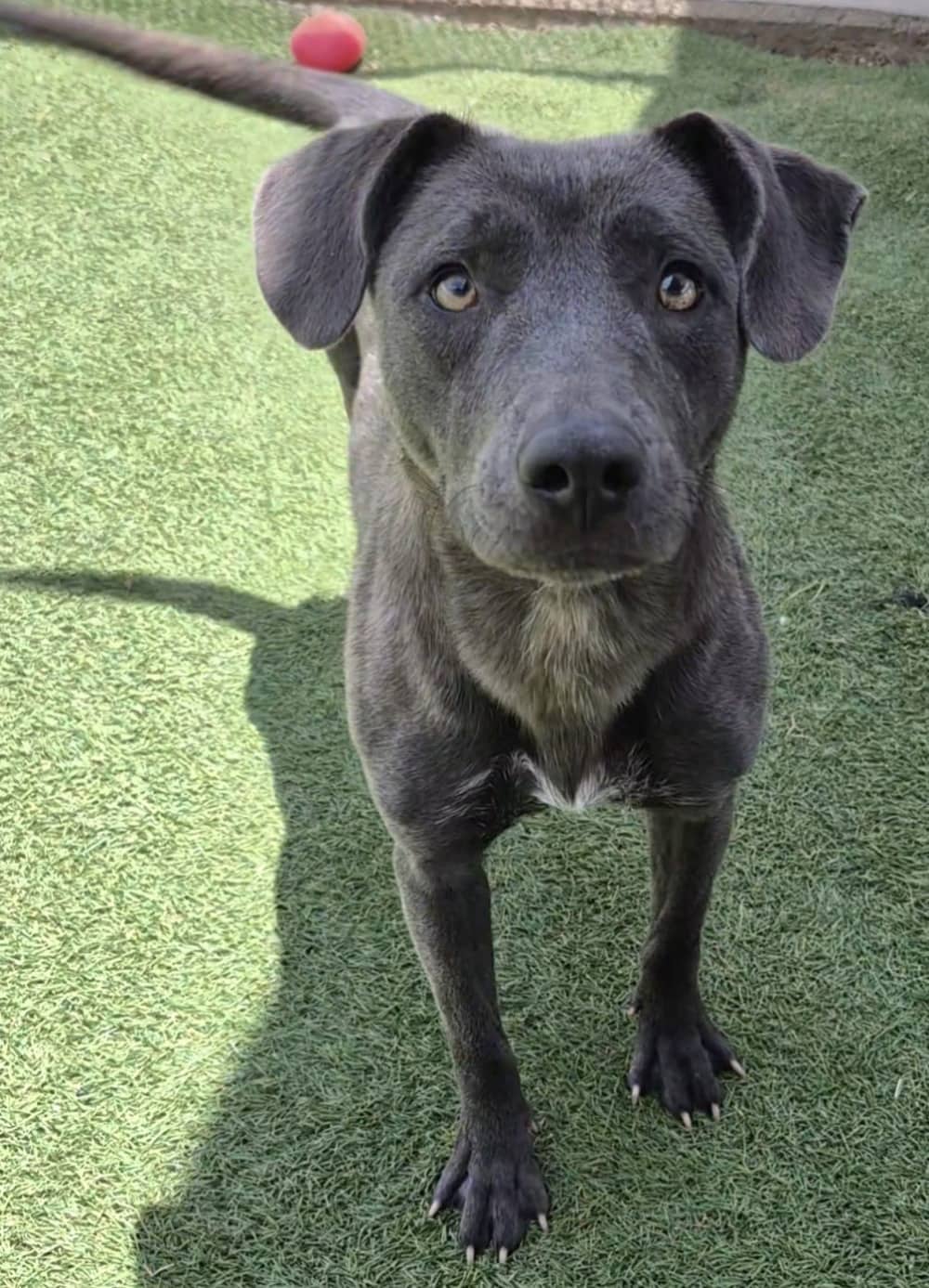 Tansy - Mixed Breed available for adoption at Redemption Paws in Toronto