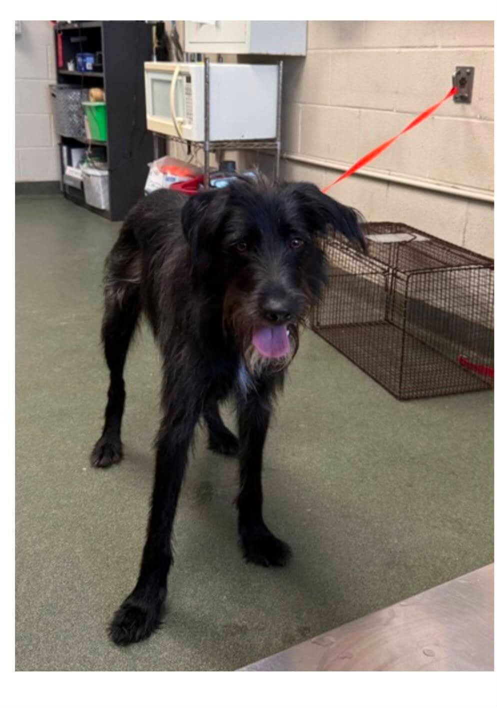 Wilfred - Mixed Breed available for adoption at Redemption Paws in Toronto