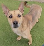 Turin - Mixed Breed available for adoption