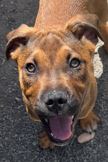Top Gun: Maverick - Mixed Breed available for adoption