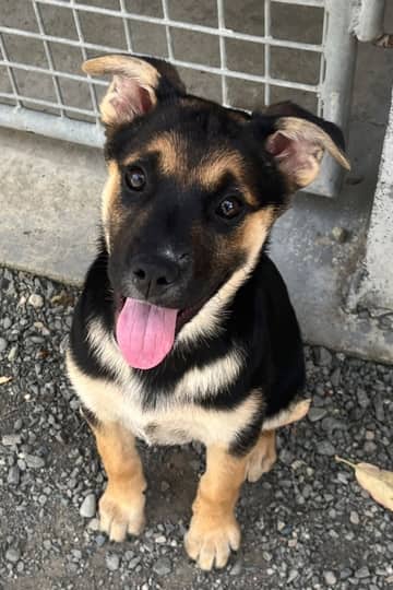Sierra - Mixed Breed available for adoption at CRD Animal Shelter in Victoria