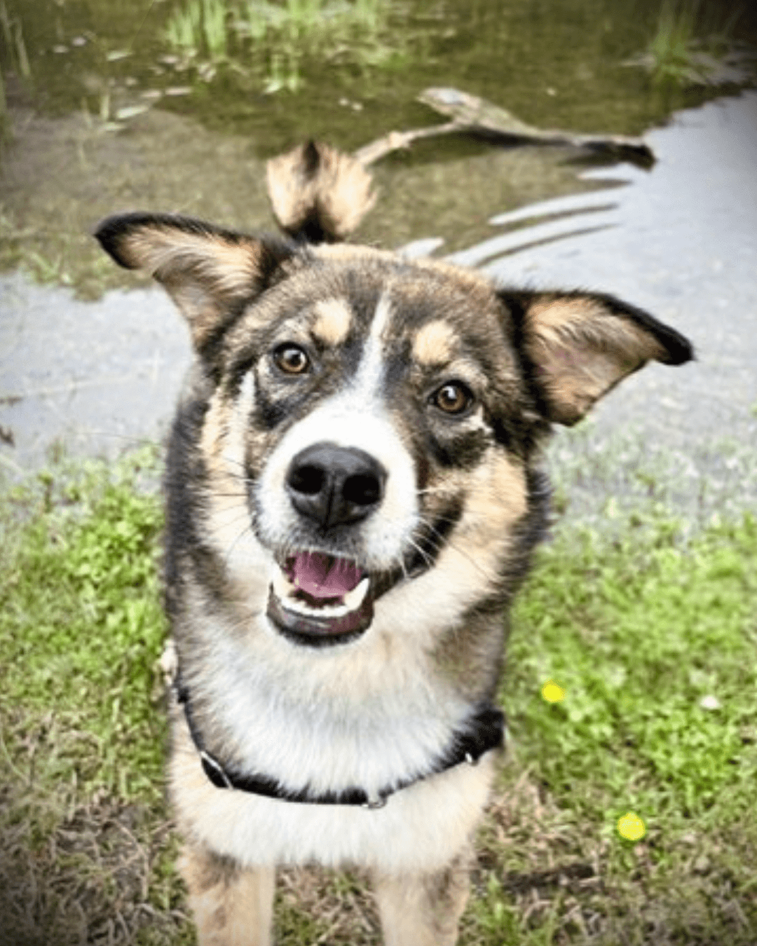 Petal - Mixed available for adoption