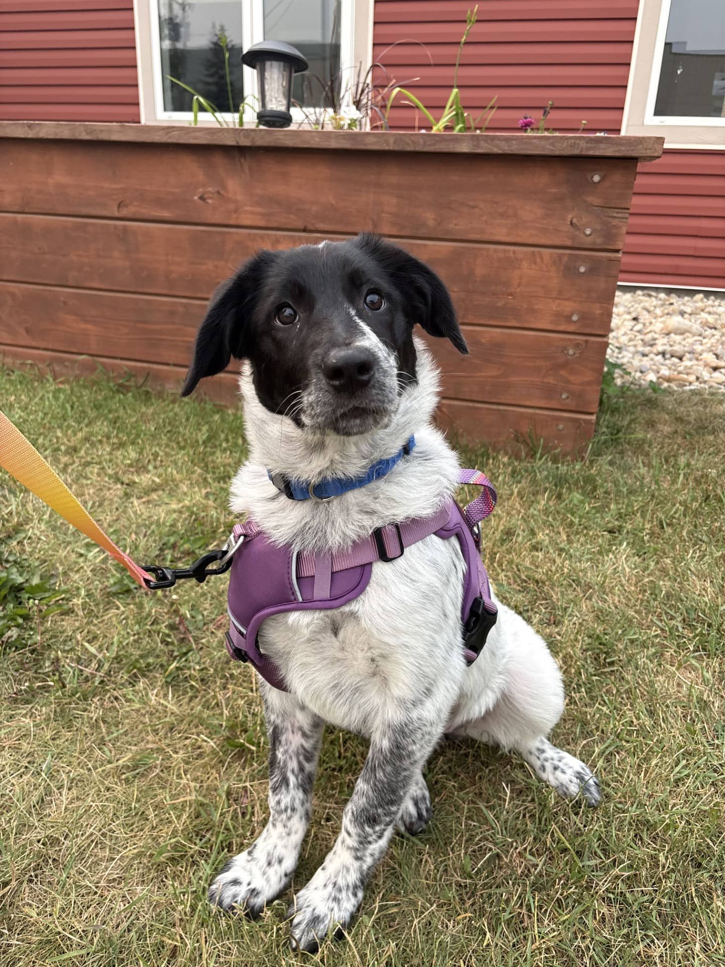 Scrabble - Mixed available for adoption at Cochrane Humane Society in Calgary (1 of 2)