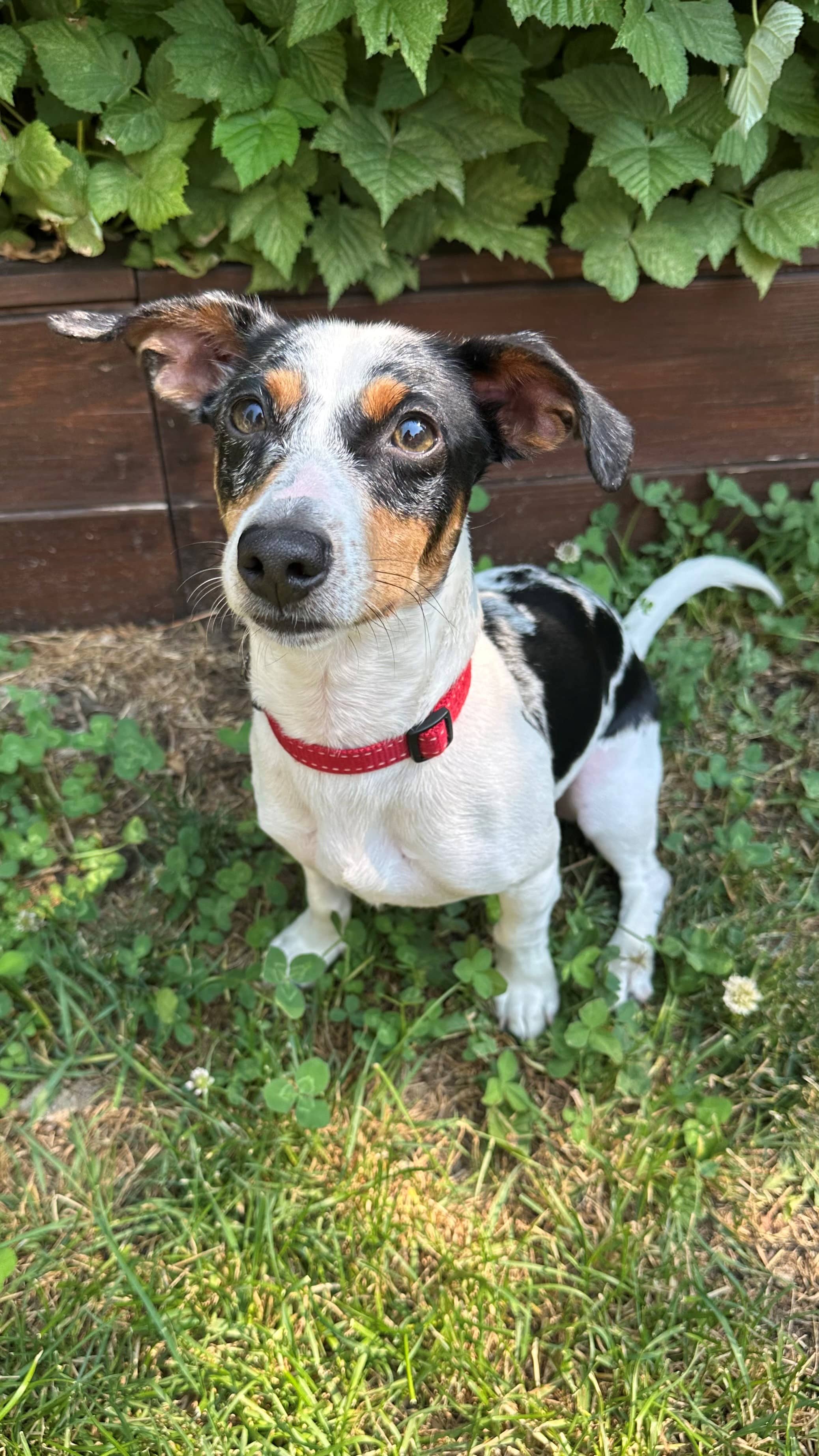 Finny - Mixed available for adoption at Cochrane Humane Society in Calgary (1 of 4)