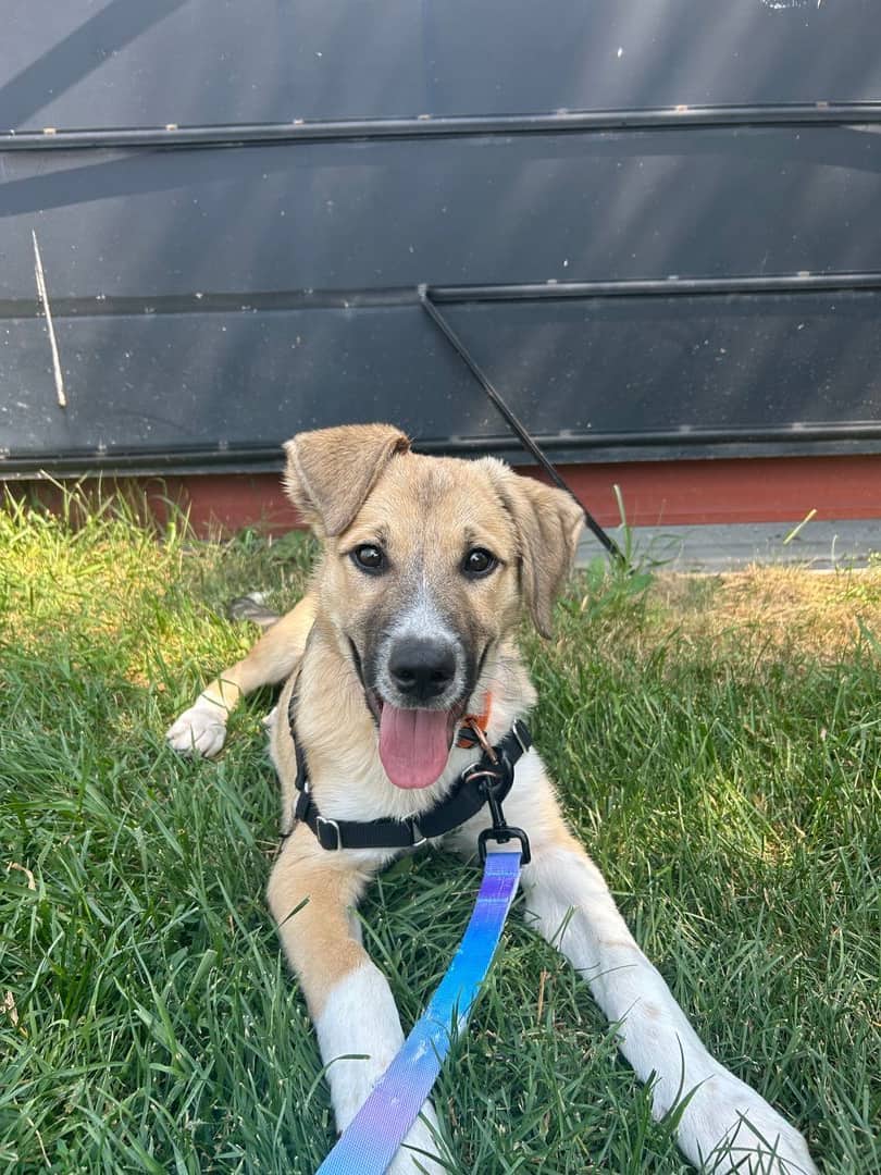 Catan - Mixed available for adoption at Cochrane Humane Society in Calgary (1 of 4)