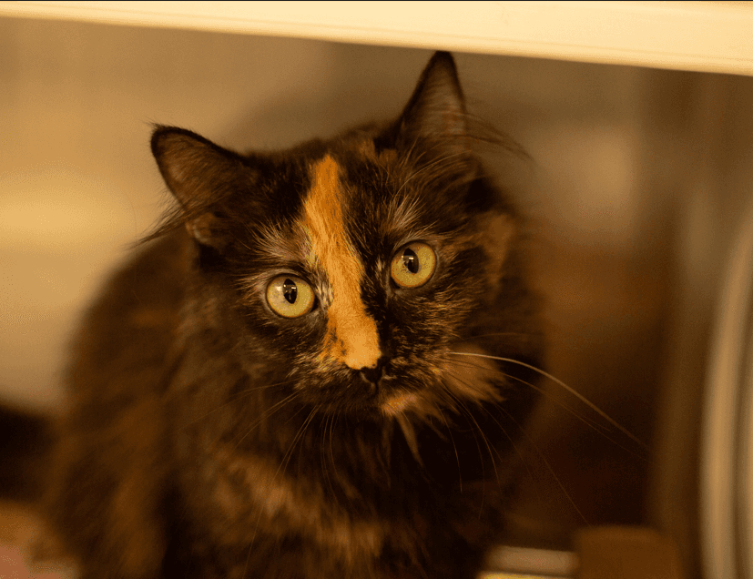 Unicorn - Domestic Medium Hair cat available for adoption in Alberta