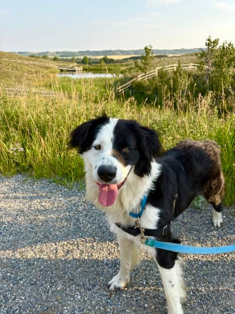 Poe - Mixed available for adoption