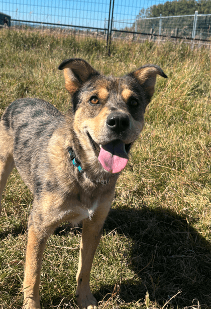 Manuka - Mixed available for adoption