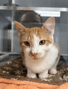Toffee - DSH available for adoption