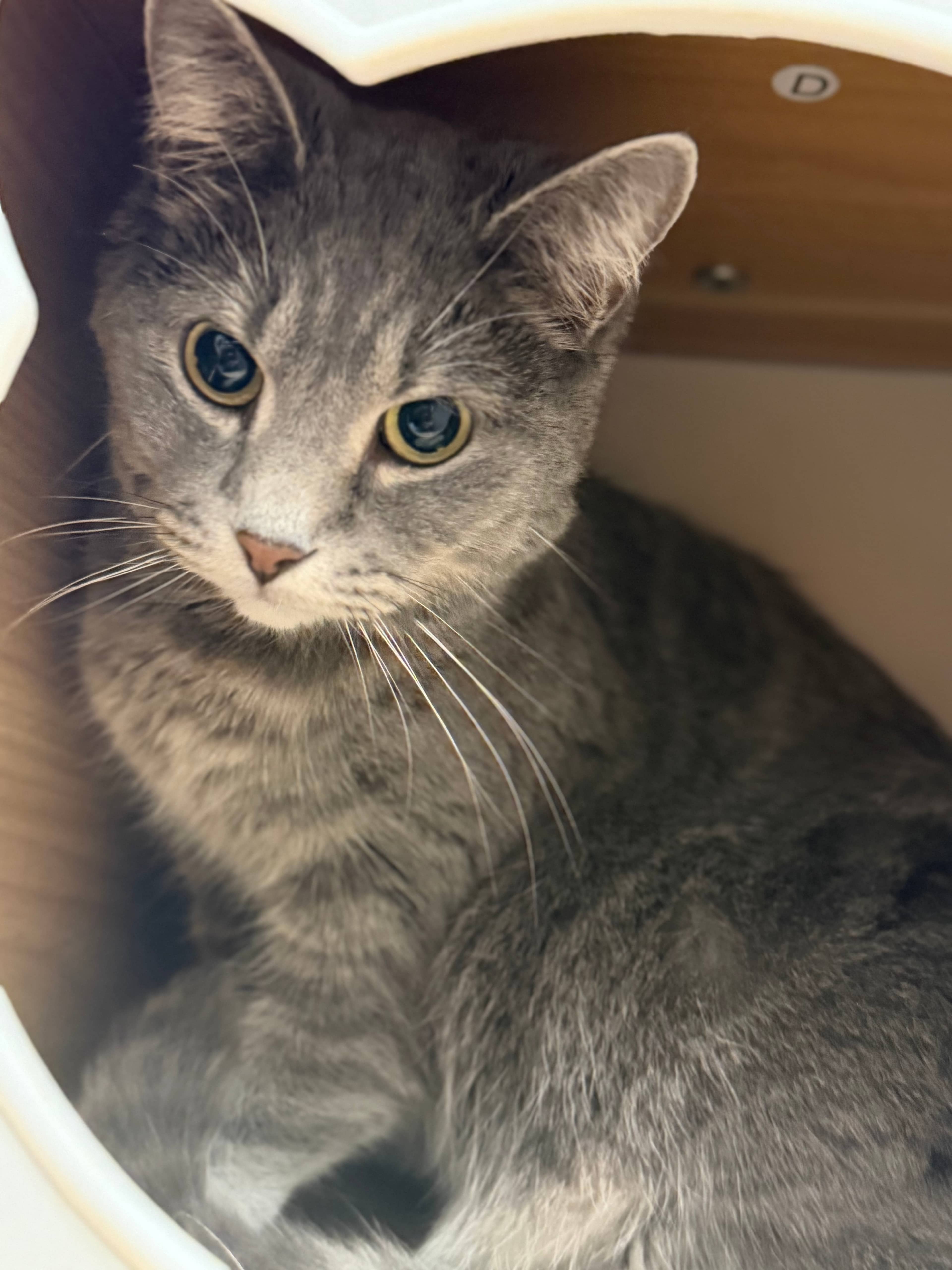 Simba - Domestic Short Hair cat available for adoption at Steinbach and Area Animal Rescue in Steinbach