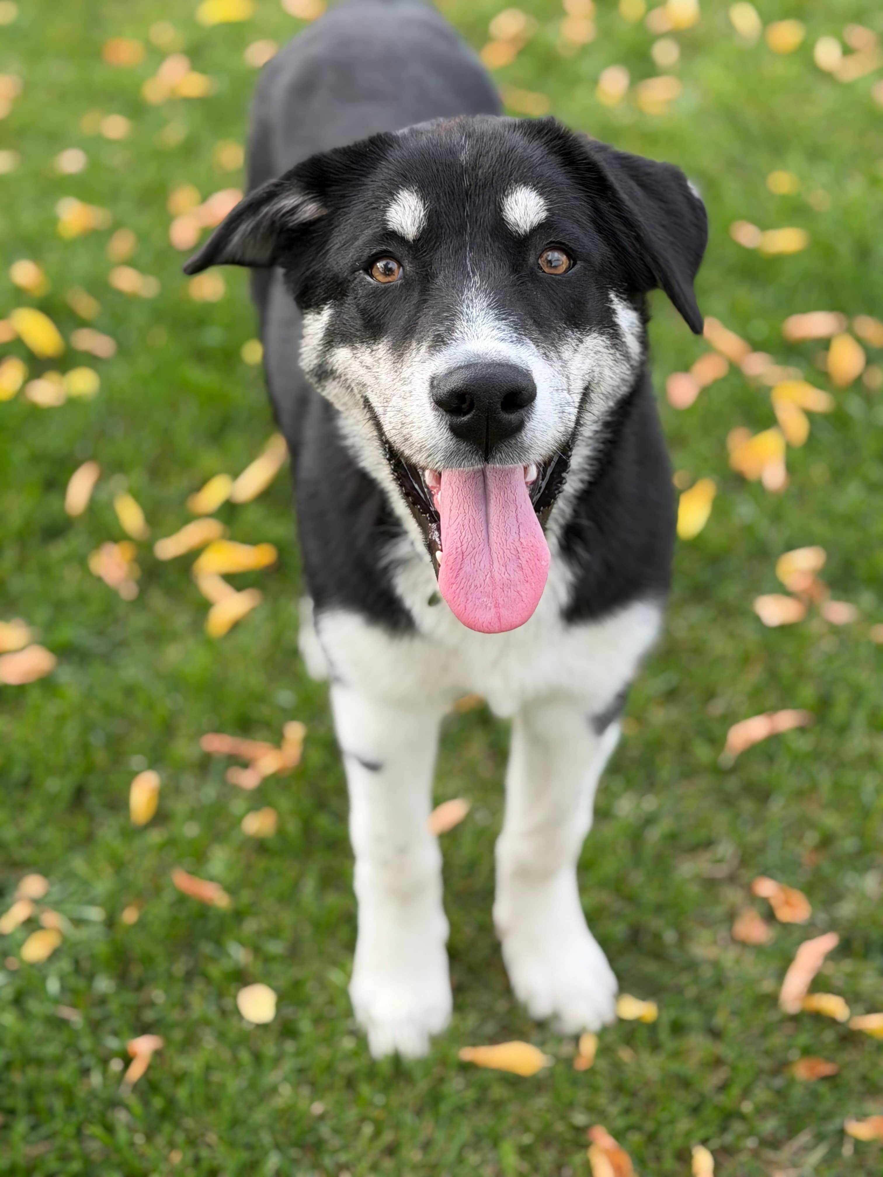 Marlon - German Shepherd Dog available for adoption at Steinbach and Area Animal Rescue in Steinbach