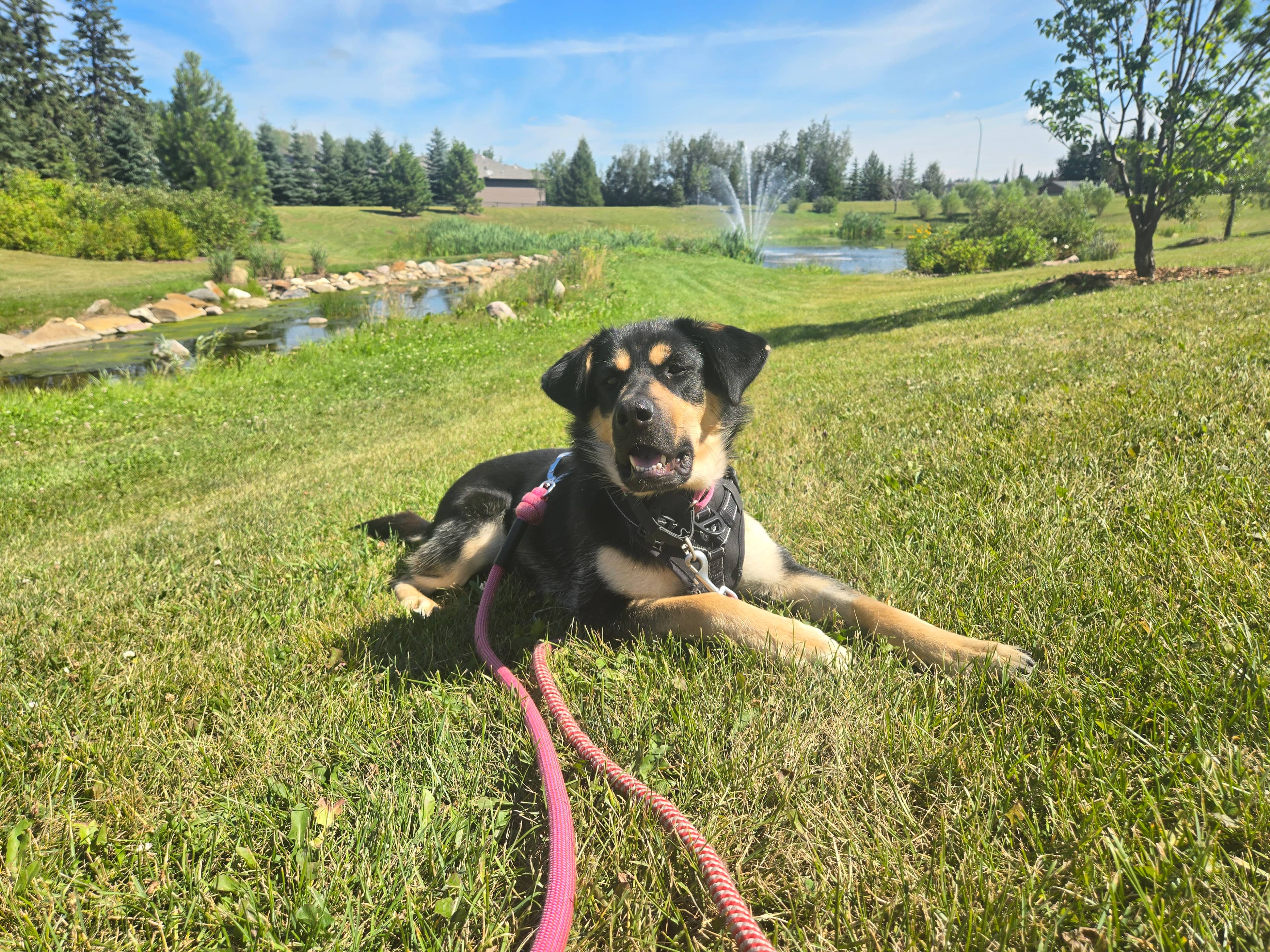 Nellie - Mixed Breed available for adoption at Ruff Start Animal Rescue in Calgary
