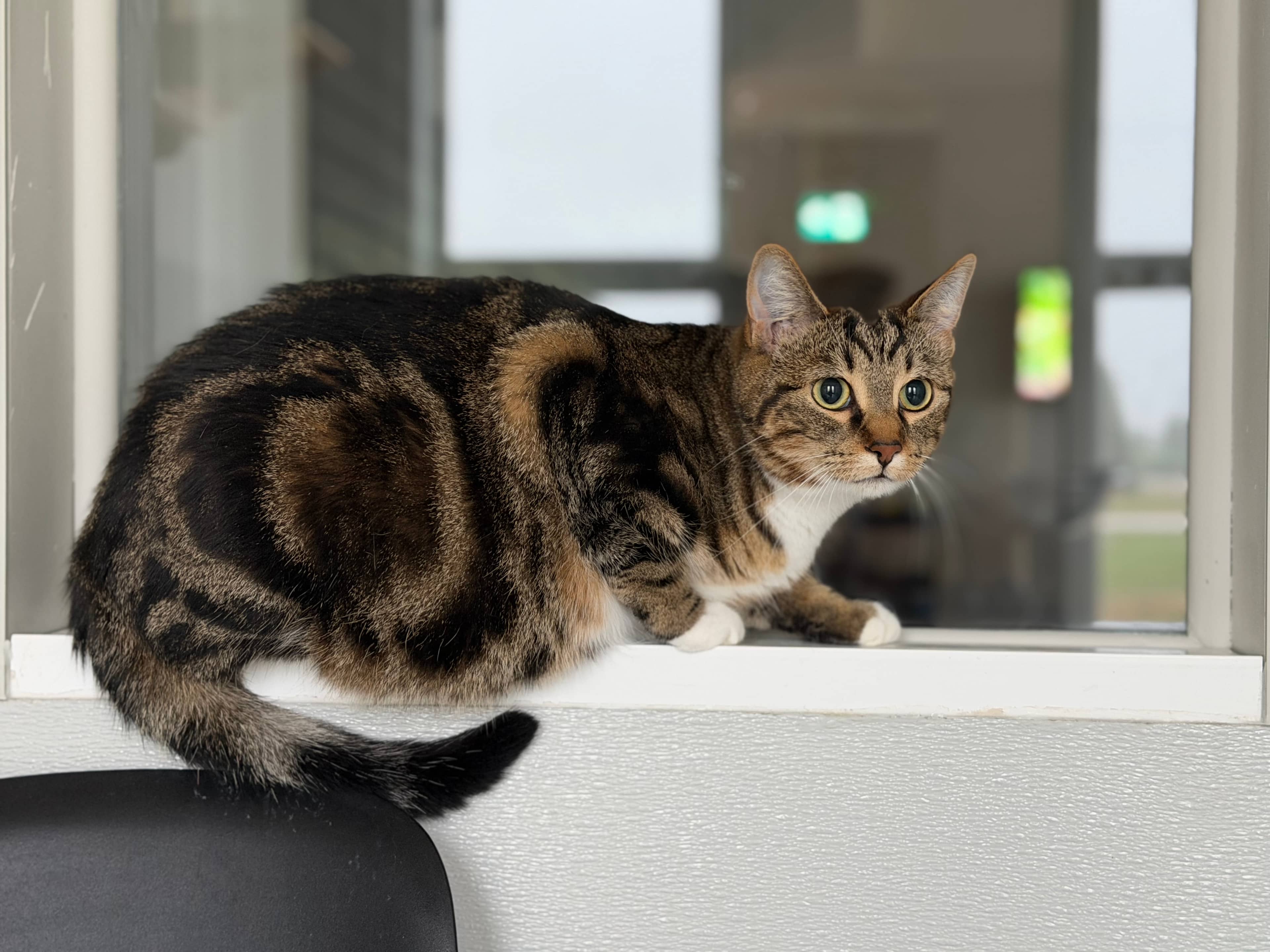 Iris - Domestic Short Hair cat available for adoption at Steinbach and Area Animal Rescue in Steinbach