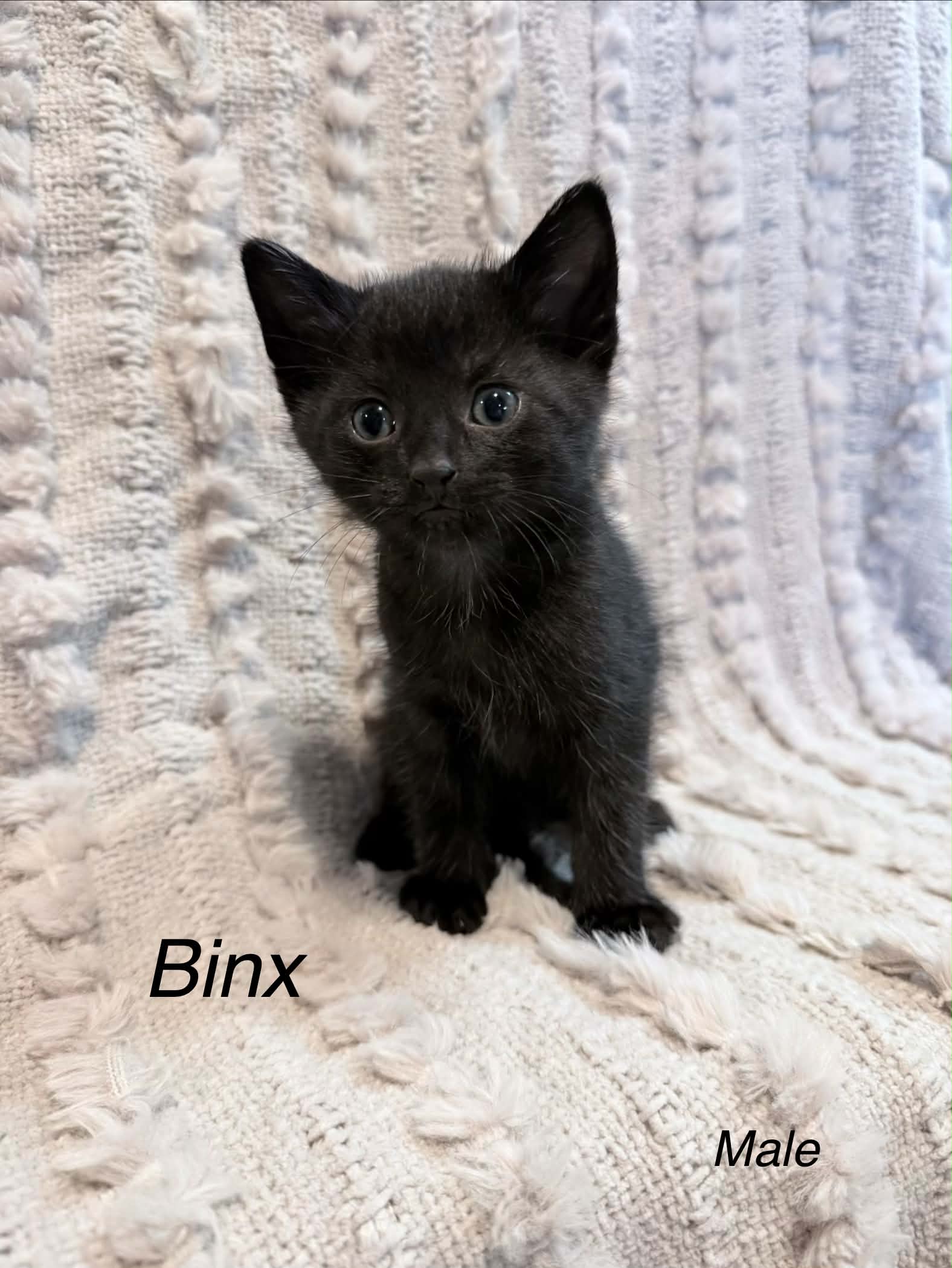 Binx - Domestic Short Hair cat available for adoption at Steinbach and Area Animal Rescue in Steinbach