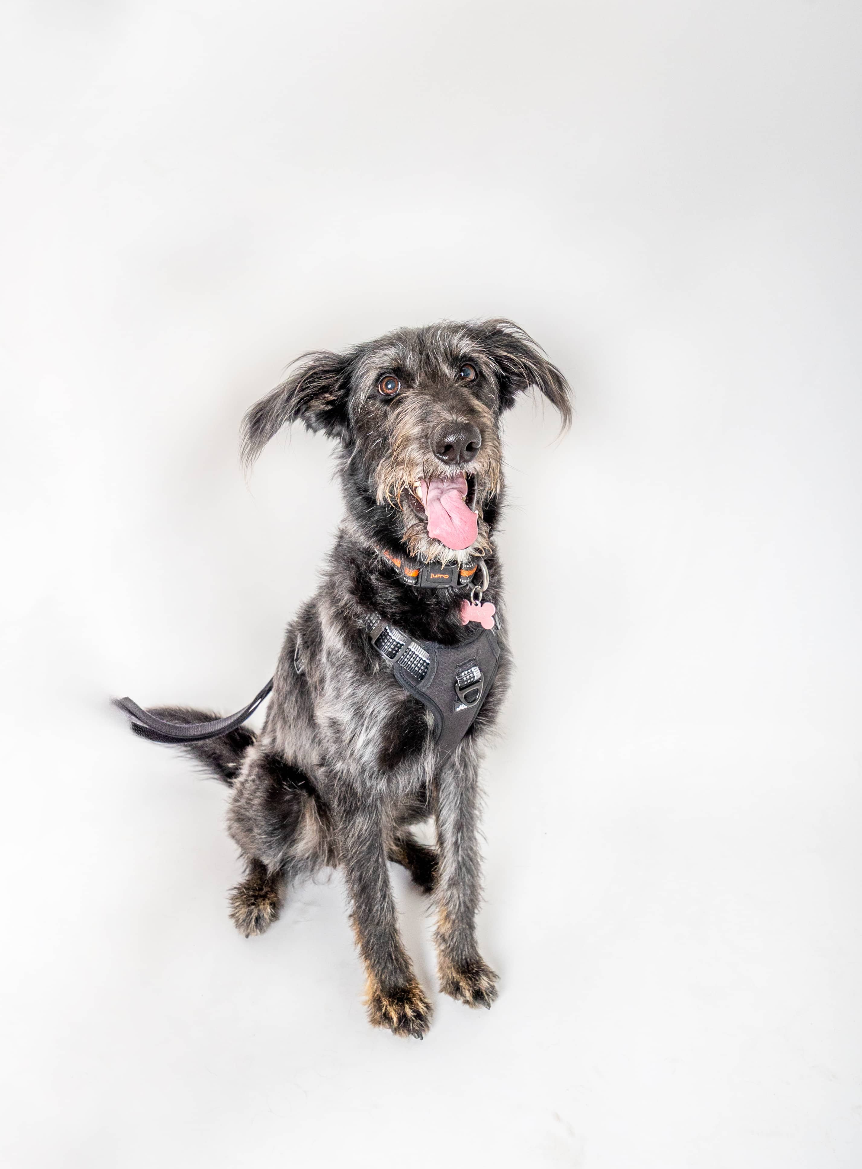 Luna - Irish Wolfhound available for adoption at Ruff Start Animal Rescue in Calgary