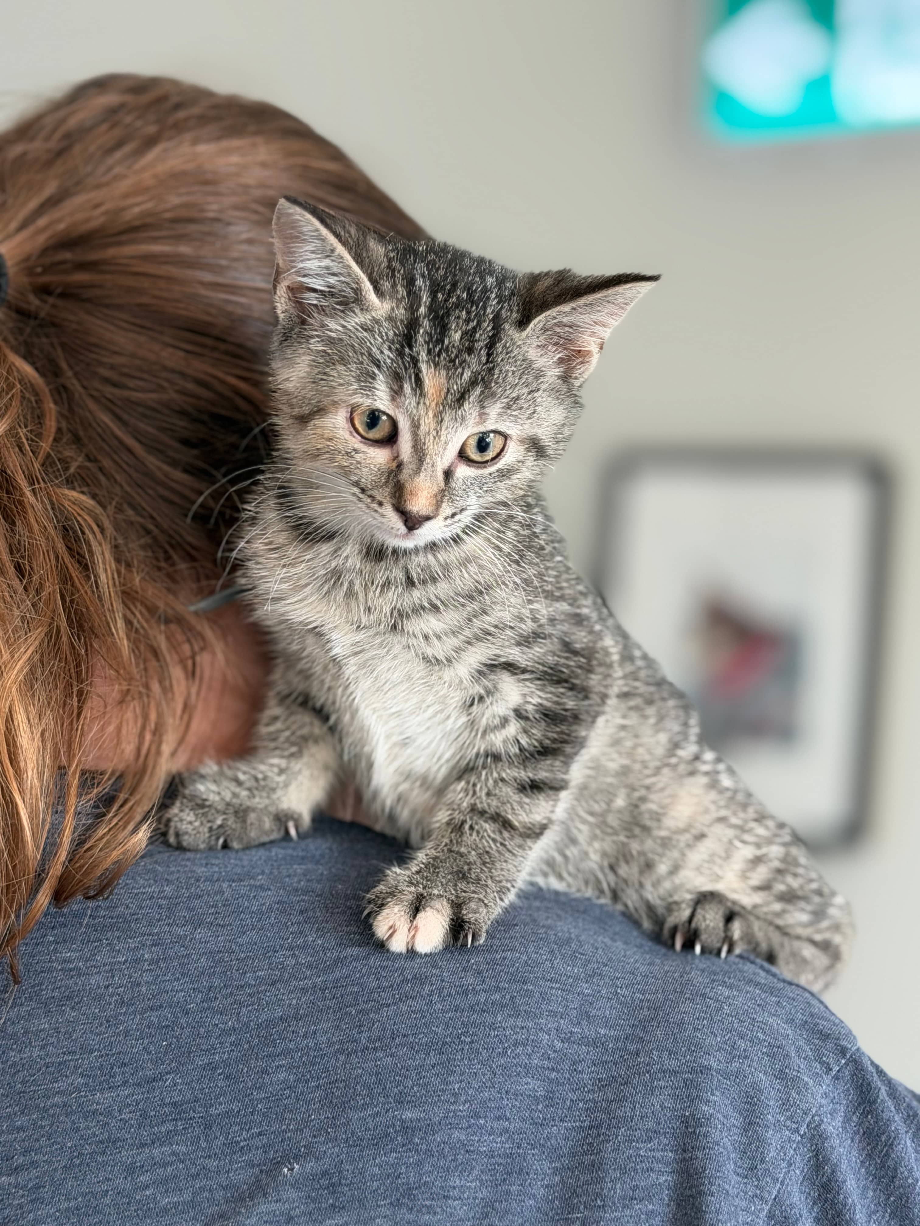 Soupe - Domestic Short Hair cat available for adoption at Steinbach and Area Animal Rescue in Steinbach