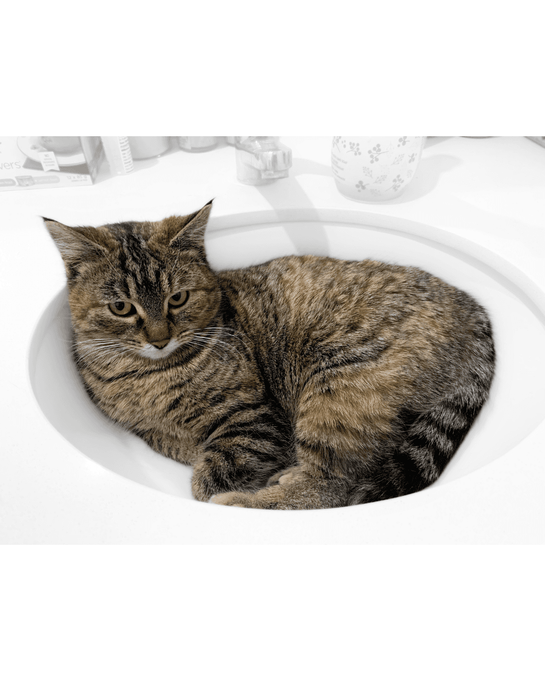 Elsa - Domestic Short Hair cat available for adoption at Steinbach and Area Animal Rescue in Steinbach
